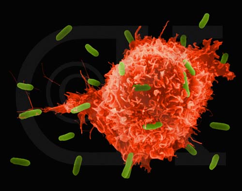 beverly hills chiropractor--immune system, innate intelligence